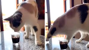cat tries to bury her human s coffee