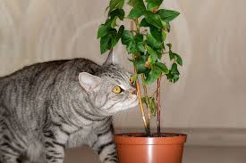 Which Plants Are Toxic To My Pet