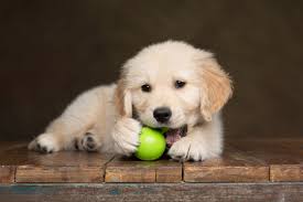 golden retriever puppy chewing on a