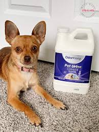 best pet urine remover how to get rid