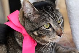 real cats wear pink makeup and beauty