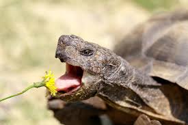 How To Feed A Tortoise The Guide To Tortoise Diet Food