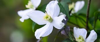 Flowering comes in two waves: The Best Clematis Montana For Small Gardens And Containers Gardens Illustrated