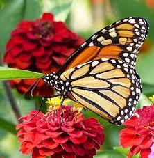 7 flowers that attract monarch erflies