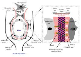 Glomerulus Basement Membrane An