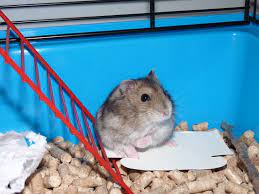 12 diy hamster cage projects to