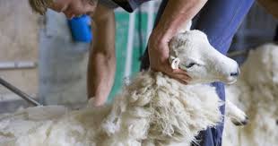 does shearing hurt the sheep answered