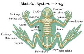 Basically the innards, rib cage, intestines, not good to eat. Free Vector Science Eduction Of Frog Anatomy