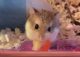 Hamster Cages Petmd