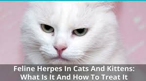 feline herpes in cats and kittens