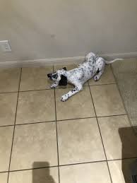 Small breed puppies for sale austin tx. Dalmatian Puppies For Sale Worn Sole Drive Austin Tx 333105