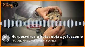 Herpeswirus u kota: objawy i leczenie [zalecenia weterynarza]