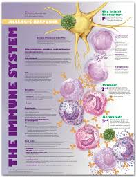 Immune System Allergic Response Chart Poster Laminated