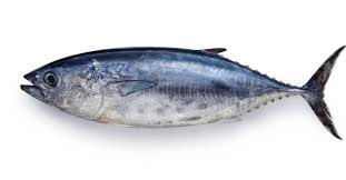 bluefin tuna pictures az s