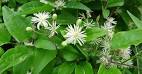 Image result for clematis vitalba