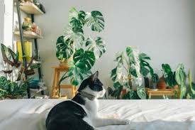 Pet Friendly Houseplants Safe For