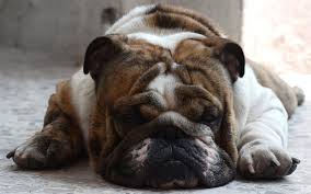 Parody of a lazy person. How To Help Your Dog Lose Weight Dog Weight Loss Tips Jet Pet Resort