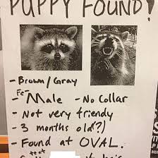 Spotted in minneapolis was a missing cat poster that married dad jokes this is also not the first time a meme has found its way to a telephone pole. 20 Funny Lost And Found Pet Posters