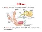 reflex response