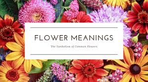 Check spelling or type a new query. Flower Meanings The Symbolism Of Common Flowers Mills Florist
