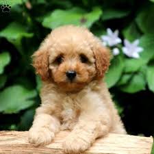 We are out of town all week with family so we are only available by phone and email. Thomas Cavapoo Puppy For Sale In Pennsylvania Cavapoo Puppies Cavapoo Puppies For Sale Cavapoo