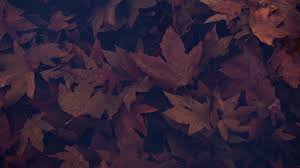 dark autumn leaves wallpapers