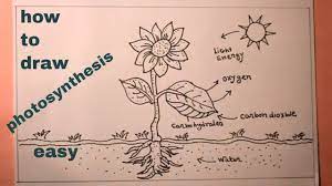 draw photosynthesis diagram