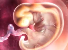 Perkembangan janin pada bulan ketiga ditunjukkan dengan hampir terbentuknya bayi secara sempurna pada bagian tubuhnya secara keseluruhan. Inside Pregnancy Weeks 1 To 9 Video Babycenter