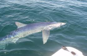 portland me shark fishing charter