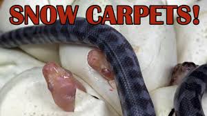 snow carpet pythons hatching you