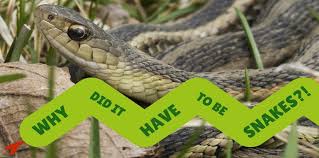 Snakes That Infest Michigan Homes