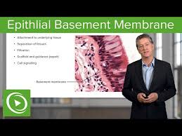 Epithlial Basement Membrane Histology