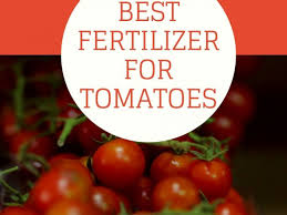 10 best fertilizer for tomatoes asian