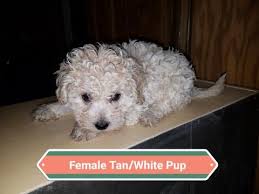 Many maltipoos are kept in puppy cut to reduce the need for brushing and bathing. Litter Of 3 Maltipoo Puppies For Sale In Denver Co Adn 59546 On Puppyfinder Com Gender Female Age Maltipoo Puppy Maltipoo Puppies For Sale Puppies For Sale