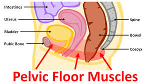 pelvic floor basics belly care