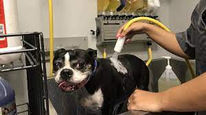 Maybe you would like to learn more about one of these? Petsmart Opens The Groomery Concept In Scottsdale Phoenix Business Journal