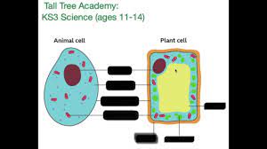 They act as the site of photosynthesis, using sunlight, carbon dioxide, and water to prepare carbohydrate. Ks3 Science Animal Plant Cells Youtube