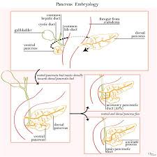 Pancreas And Spleen Embryology Embryology Medbullets Step 1