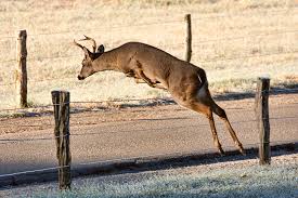 deer fencing tips to protect wildlife