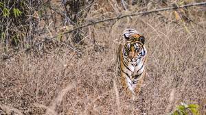 wildlife sanctuary tours in india