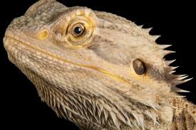 bearded dragons facts and photos