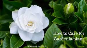 Gardenia Plant How To Care For