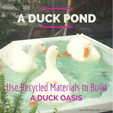 How To Build A Duck Pond Using