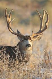 Buck animal hospital is located at the intersection of weber st. Pin By Wayland On Deer In 2020 Whitetail Bucks Animals Weird Animals