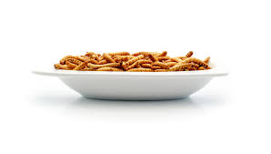 embrace mealworm protein