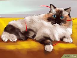 My raggies do a great job looking after their coats. How To Identify A Ragdoll Cat 10 Steps With Pictures Wikihow Pet