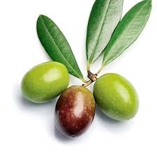 This delicious biblical fruit fed the ancient jewish prophets and the olive oil lit their lamps. Do Olive Trees Produce Fruit Every Year Quora