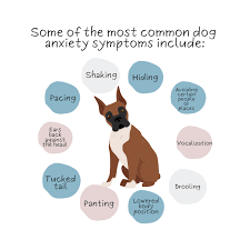 understanding dog anxiety symptoms