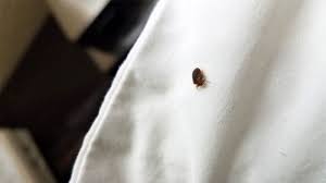Can Bed Bugs Climb 8 Diffe