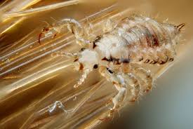 lice on the mind growing healthy together